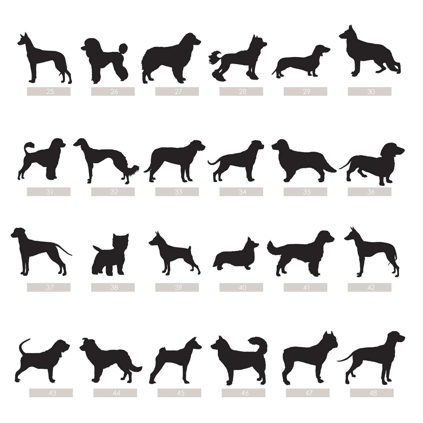 dog breed options