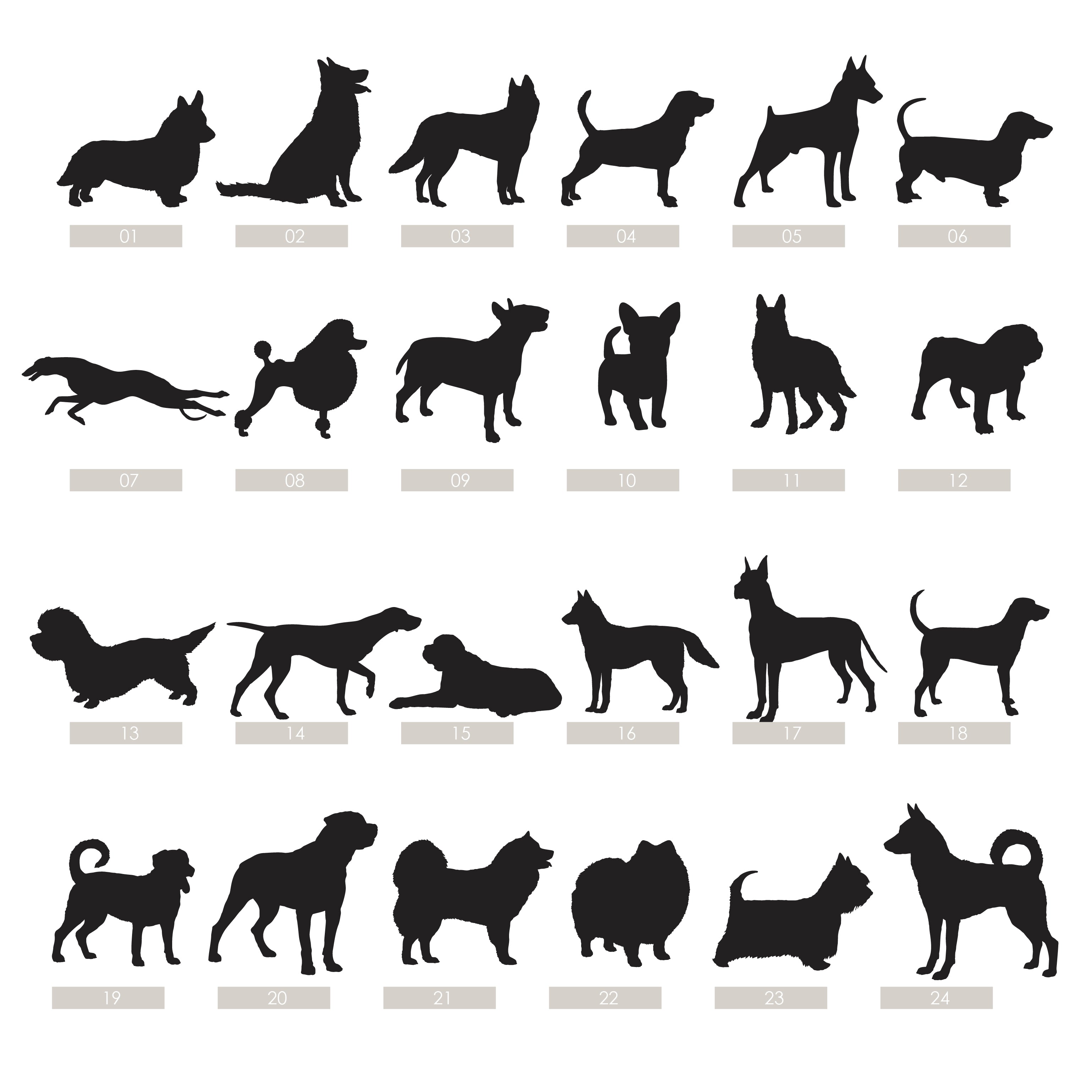 dog breed options