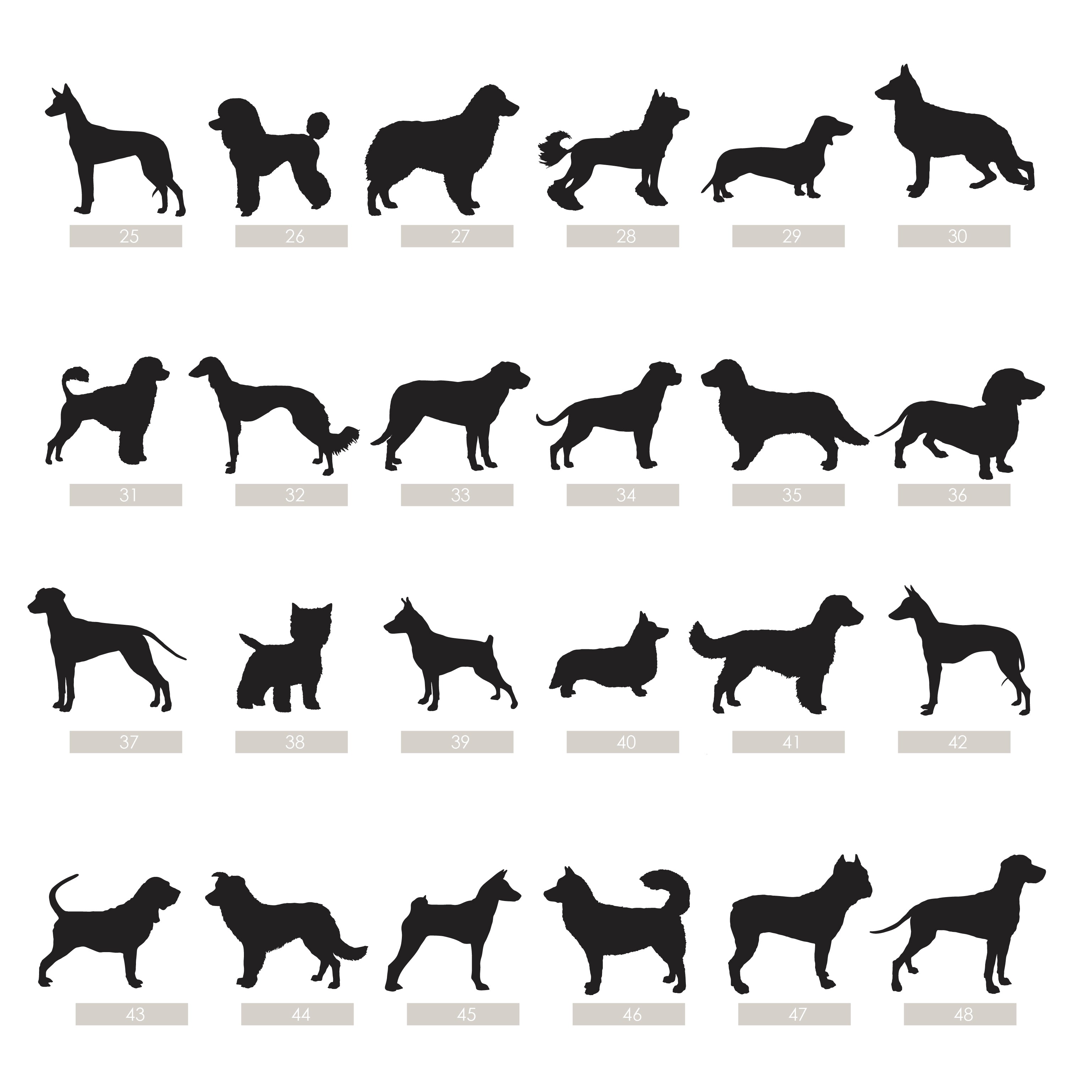 dog breed options 